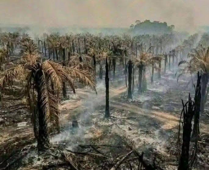 YLBHI dan LBH se-Papua Desak Penetapan Status Darurat Bencana dan Penghentian PSN Merauke